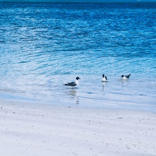Seaforth-Beach-Antigua
